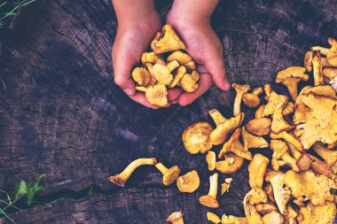 Mantar Cantharellus cibarius sepet