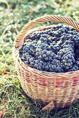 Sepet içinde karanlık üzüm. Üzüm hasat.