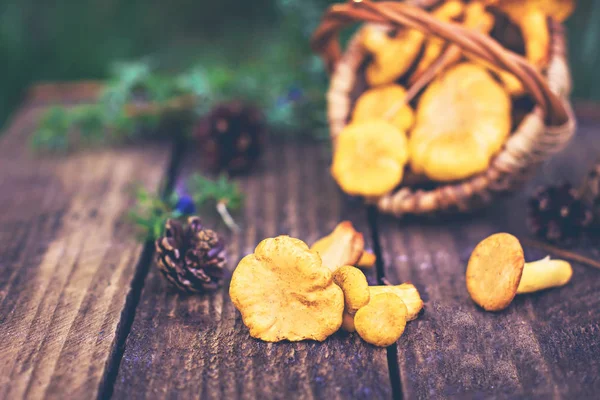 Paddestoelen hanenkam in de mand — Stockfoto