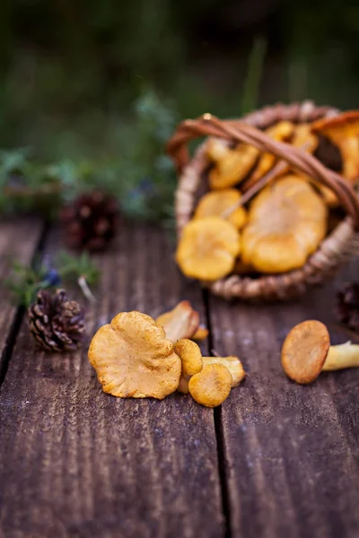 Champignons Pfifferling im Korb — Stockfoto