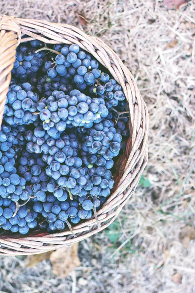Темный виноград в корзине. Сбор винограда . — стоковое фото