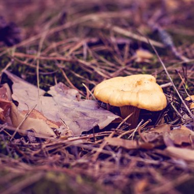 Ormana mantar Cantharellus cibarius büyür.