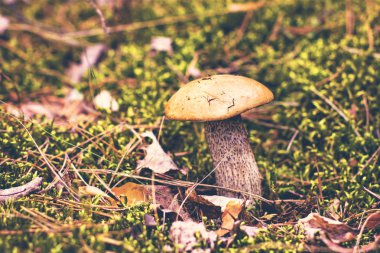 Ormana huş mantar yetişir.