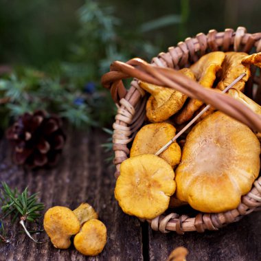 Mantar Cantharellus cibarius sepet