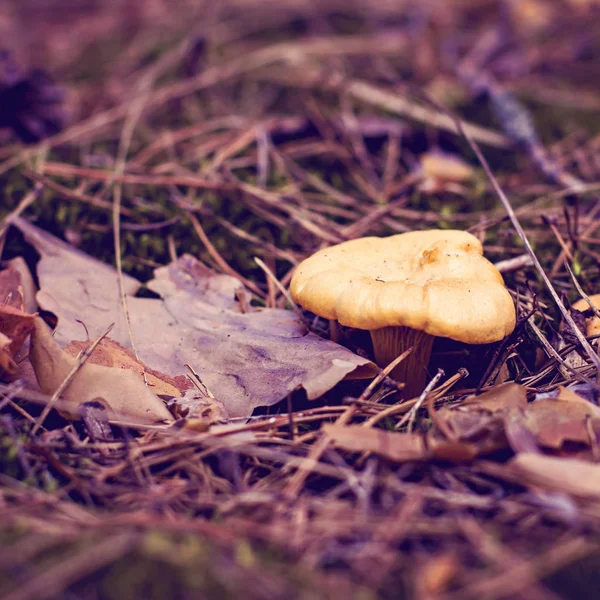 Ormana mantar Cantharellus cibarius büyür.