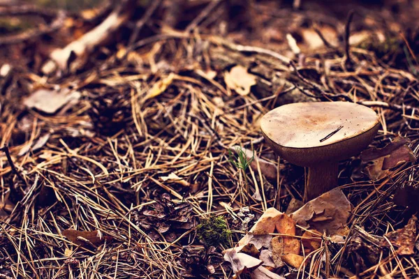 De Poolse paddenstoel groeit in het bos. — Stockfoto