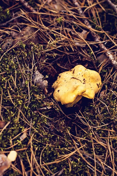 Ormana mantar Cantharellus cibarius büyür.