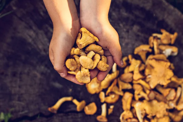 Champignons Pfifferling im Korb — Stockfoto