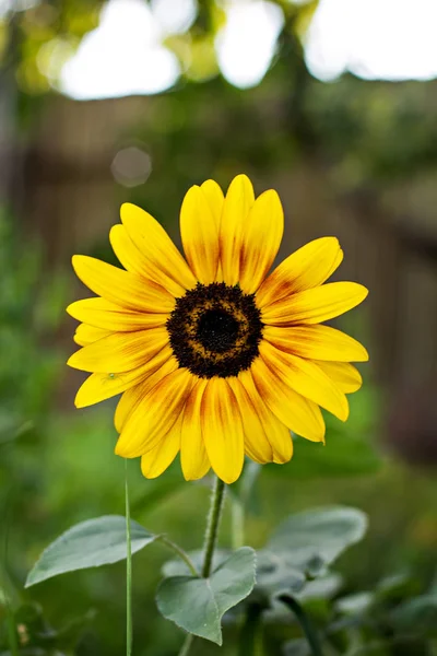 Flower of sunflower growing in the garden
