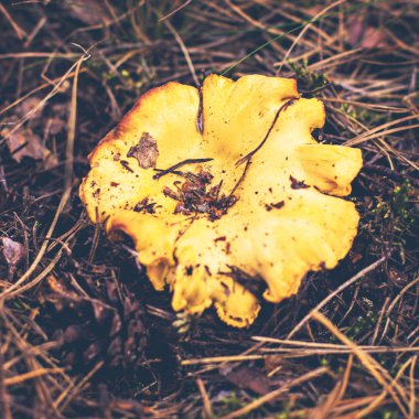 Ormana mantar Cantharellus cibarius büyür.