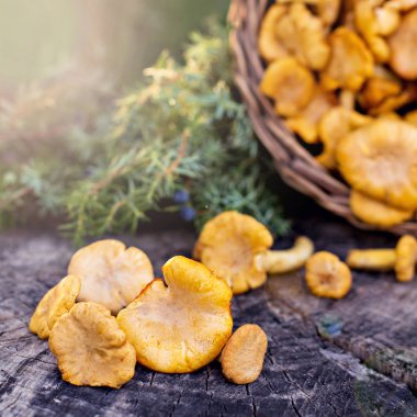 Mantar Cantharellus cibarius sepet