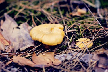 Ormana mantar Cantharellus cibarius büyür.