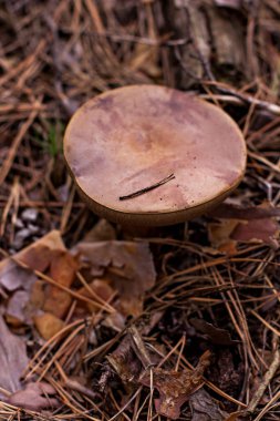 Ormanda Lehçe mantar yetişir. 