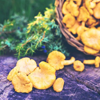 Mantar Cantharellus cibarius sepet