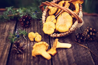 Mantar Cantharellus cibarius sepet