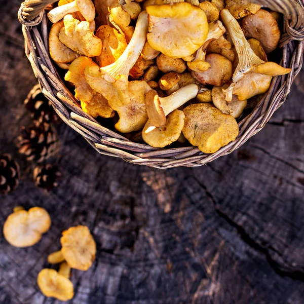 Cogumelos chanterelle na cesta — Fotografia de Stock