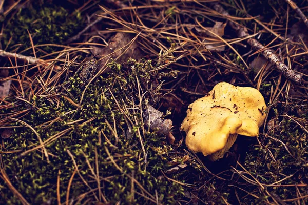 Ormana mantar Cantharellus cibarius büyür.