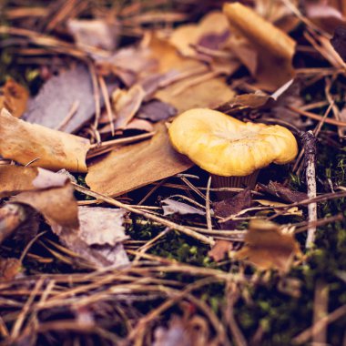 Ormana mantar Cantharellus cibarius büyür.