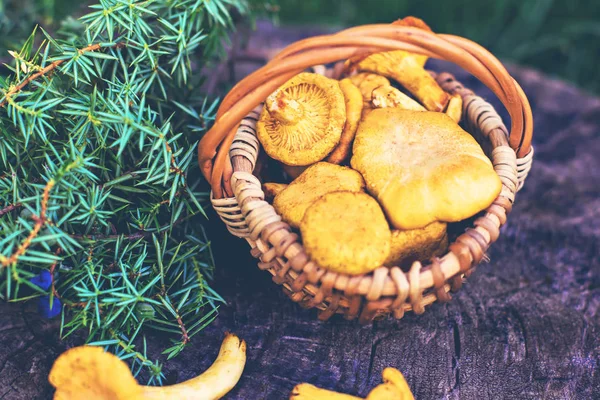 Paddestoelen hanenkam in de mand — Stockfoto