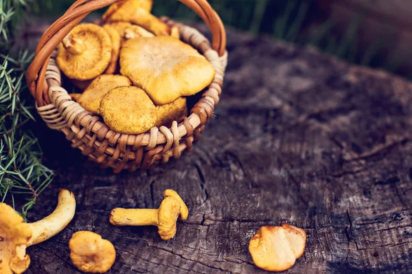 Paddestoelen hanenkam in de mand — Stockfoto