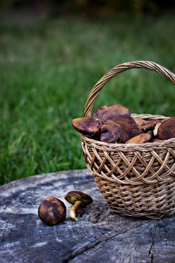 Orman orman mantar sepeti mantar.