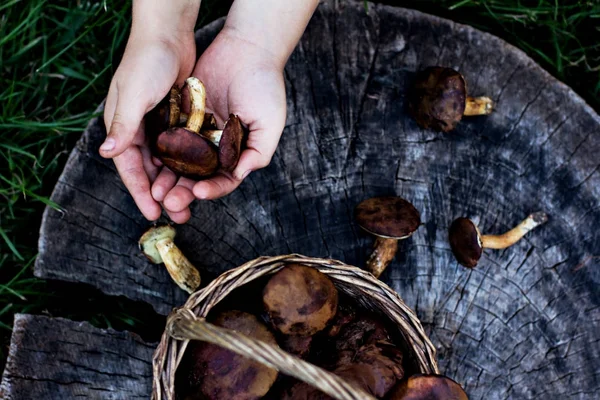 Leśne grzyby leśne grzyby w koszyku. — Zdjęcie stockowe