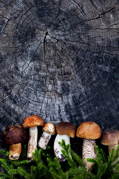 Lesní houby na dřevěném pozadí. — Stock fotografie