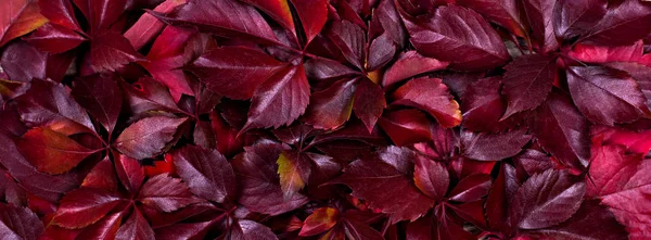 Feuilles d'automne rouges sur un fond en bois. Cadre de feuilles d'automne . — Photo