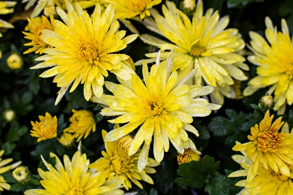 Chrysanthèmes en automne — Photo