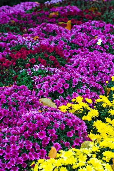 秋の菊 — ストック写真