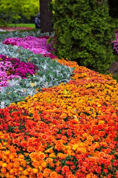 Хризантемы осенью — стоковое фото
