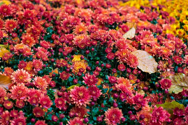 Chrysanthemen im Herbst — Stockfoto