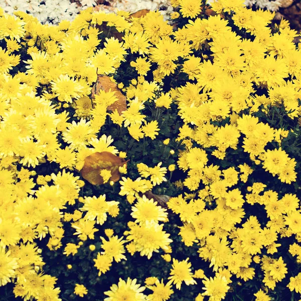 Chrysanthèmes en automne — Photo