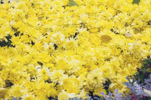 Chrysanthemen im Herbst — Stockfoto