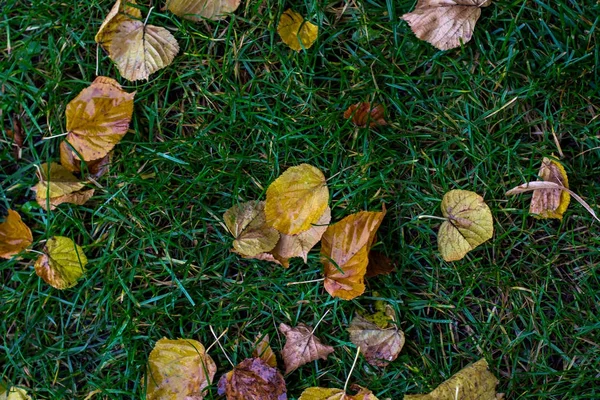 Folhas de outono caídas na grama. — Fotografia de Stock