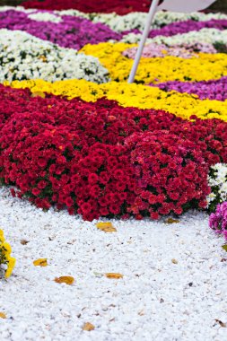 Sonbaharda kasımpatılar