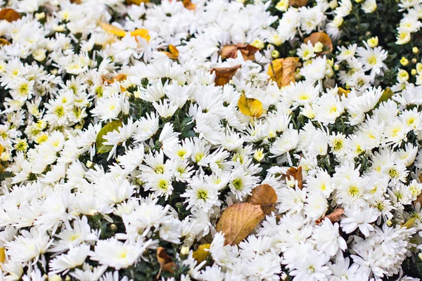 Chrysanthèmes en automne — Photo