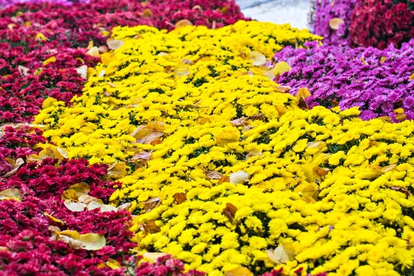 Chrysanthemen im Herbst — Stockfoto