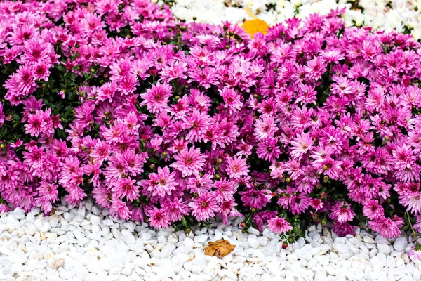 Chrysanthemen im Herbst — Stockfoto