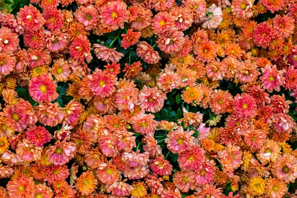 Crisantemi in autunno — Foto Stock