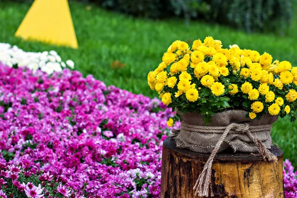 Autumn flowers chrysanthemums