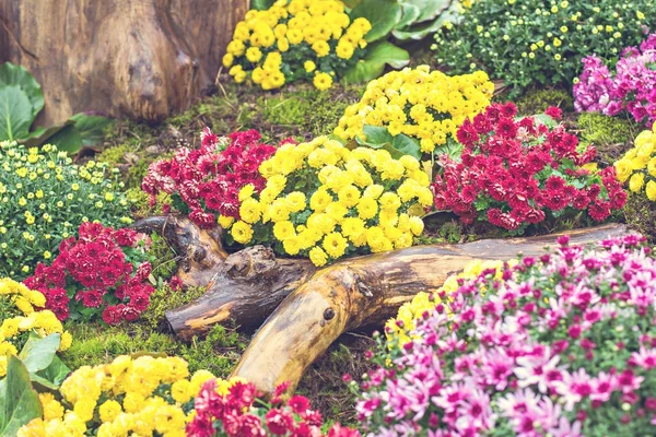 Autumn flowers chrysanthemums