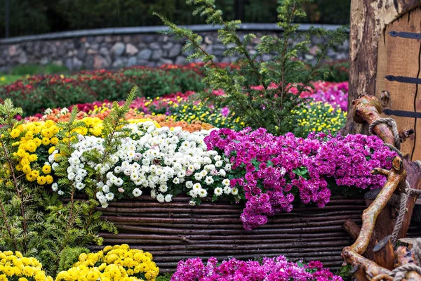 Autumn flowers chrysanthemums