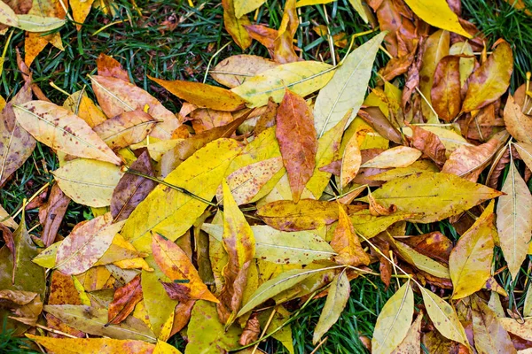 Опавшие осенние листья на траве. — стоковое фото