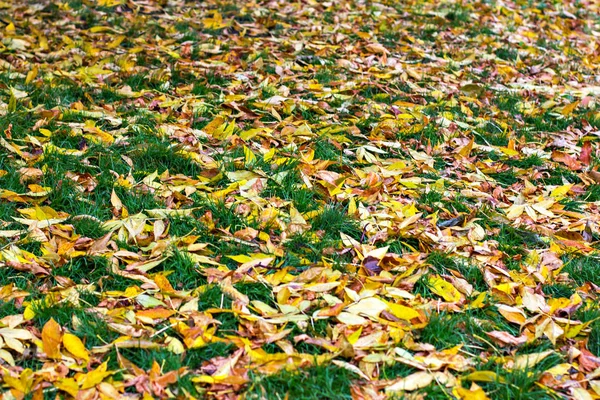 Осіннє листя на траві . — стокове фото