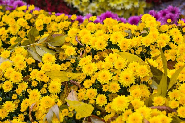 Chrysanthèmes en automne — Photo