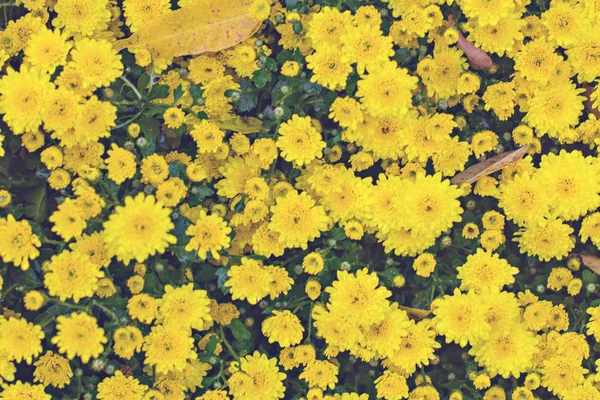 Chrysanthèmes en automne — Photo