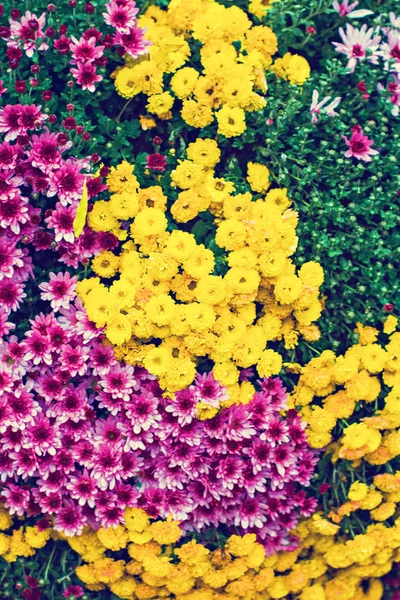 Chrysanthemen im Herbst — Stockfoto