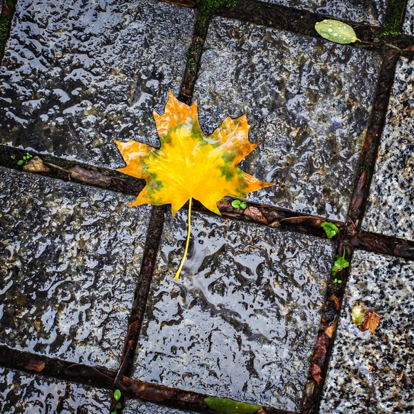 Folhas de outono caídas — Fotografia de Stock