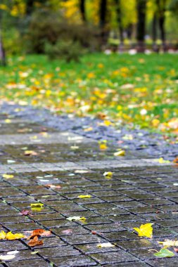 Düşen sonbahar yaprakları